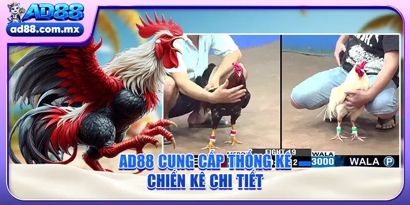 AD88 cung cấp thống kê chiến kê chi tiết