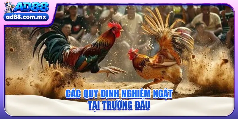 Các quy định nghiêm ngặt tại trường đấu