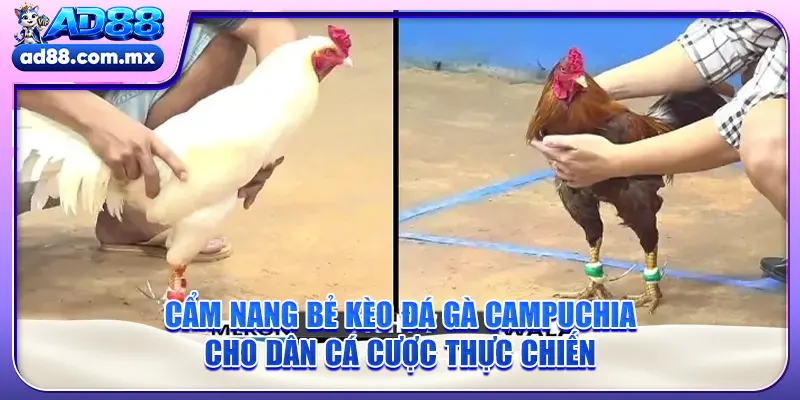 Cẩm Nang Bẻ Kèo Đá Gà Campuchia Cho Dân Cá Cược Thực Chiến