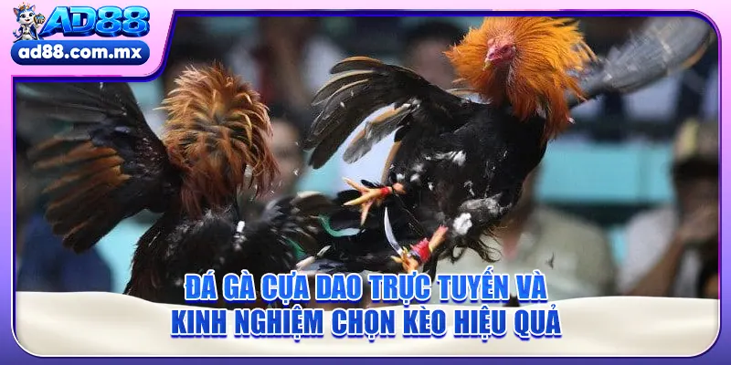 Đá Gà Cựa Dao Trực Tuyến Và Kinh Nghiệm Chọn Kèo Hiệu Quả