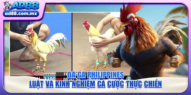 Đá Gà Philippines - Luật Và Kinh Nghiệm Cá Cược Thực Chiến