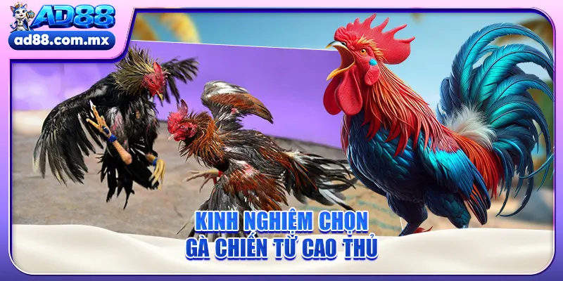 Kinh nghiệm chọn gà chiến từ cao thủ