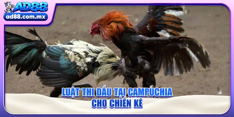 Luật thi đấu tại Campuchia cho chiến kê