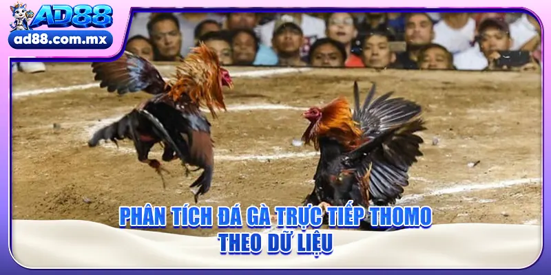 Phân tích đá gà trực tiếp thomo theo dữ liệu
