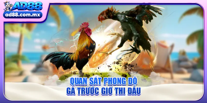 Quan sát phong độ gà trước giờ thi đấu