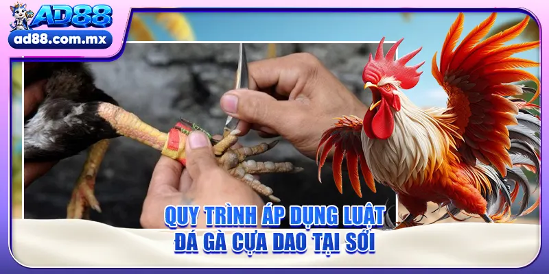 Quy trình áp dụng luật đá gà cựa dao tại sới