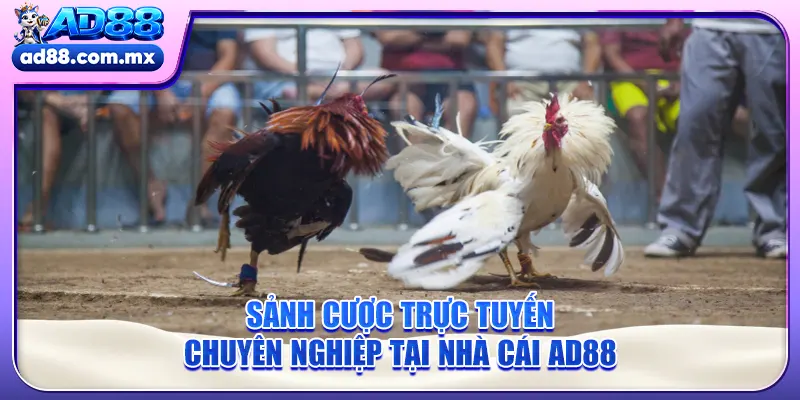 Sảnh cược trực tuyến chuyên nghiệp tại nhà cái AD88