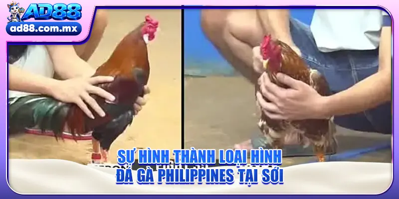 Sự hình thành loại hình đá gà Philippines tại sới