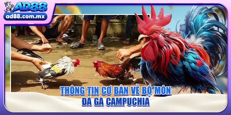 Thông tin cơ bản về bộ môn đá gà Campuchia