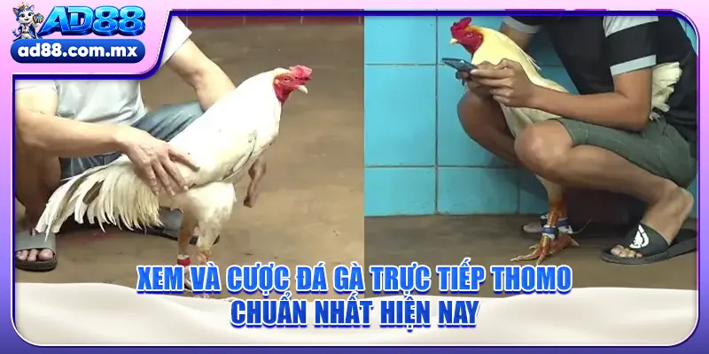 Xem Và Cược Đá Gà Trực Tiếp Thomo Chuẩn Nhất Hiện Nay